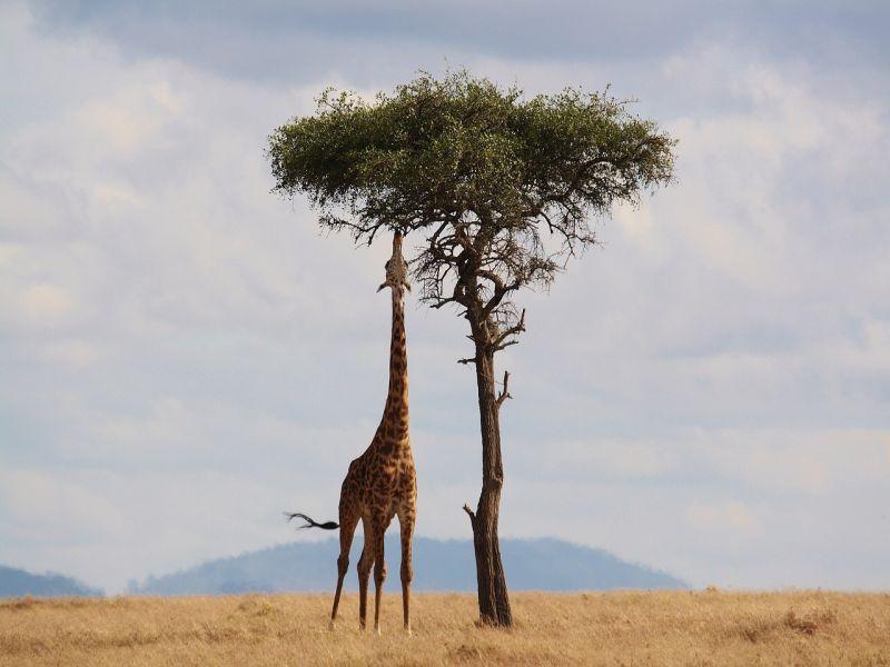 Afrika
