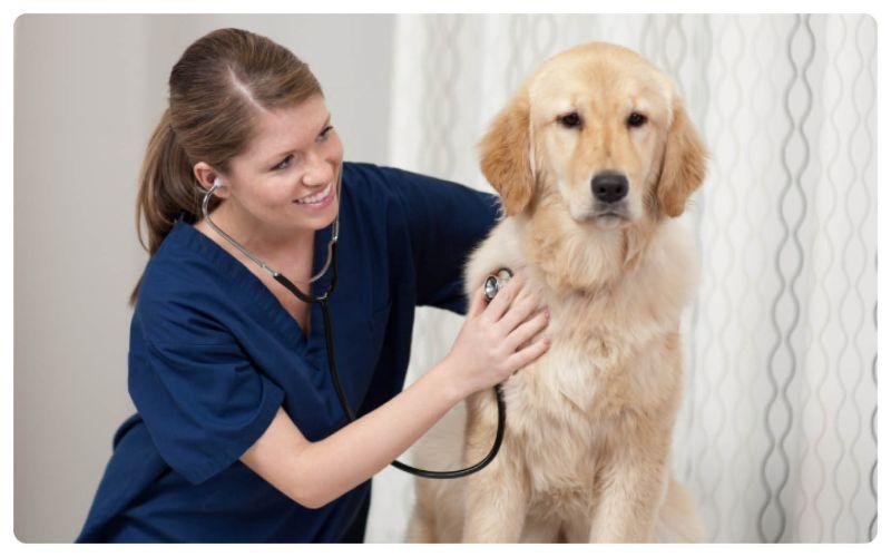 veterinární ambulance