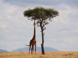 Afrika